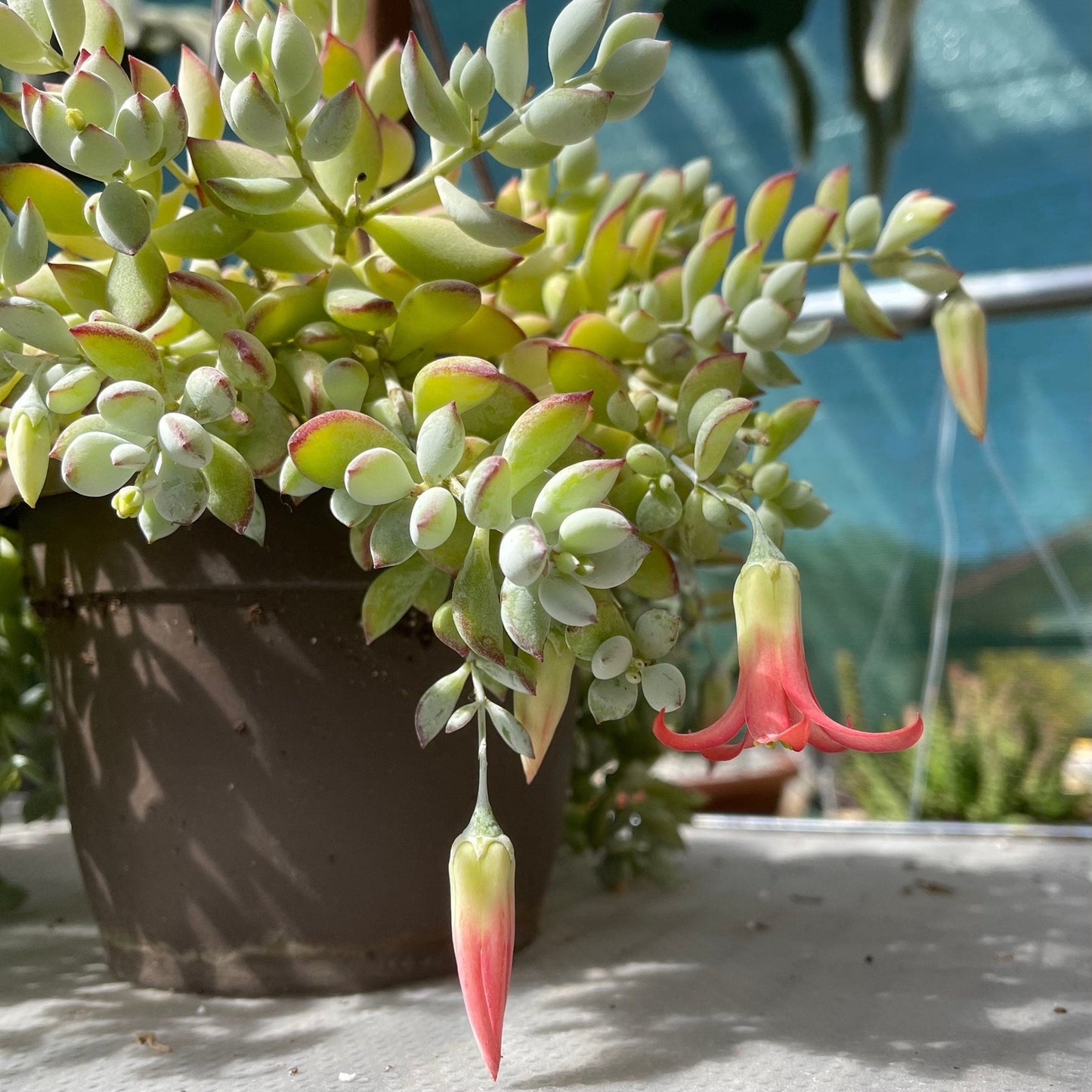 2"pot 4" pot Rare live plant Cotyledon Pendens - Variant 6