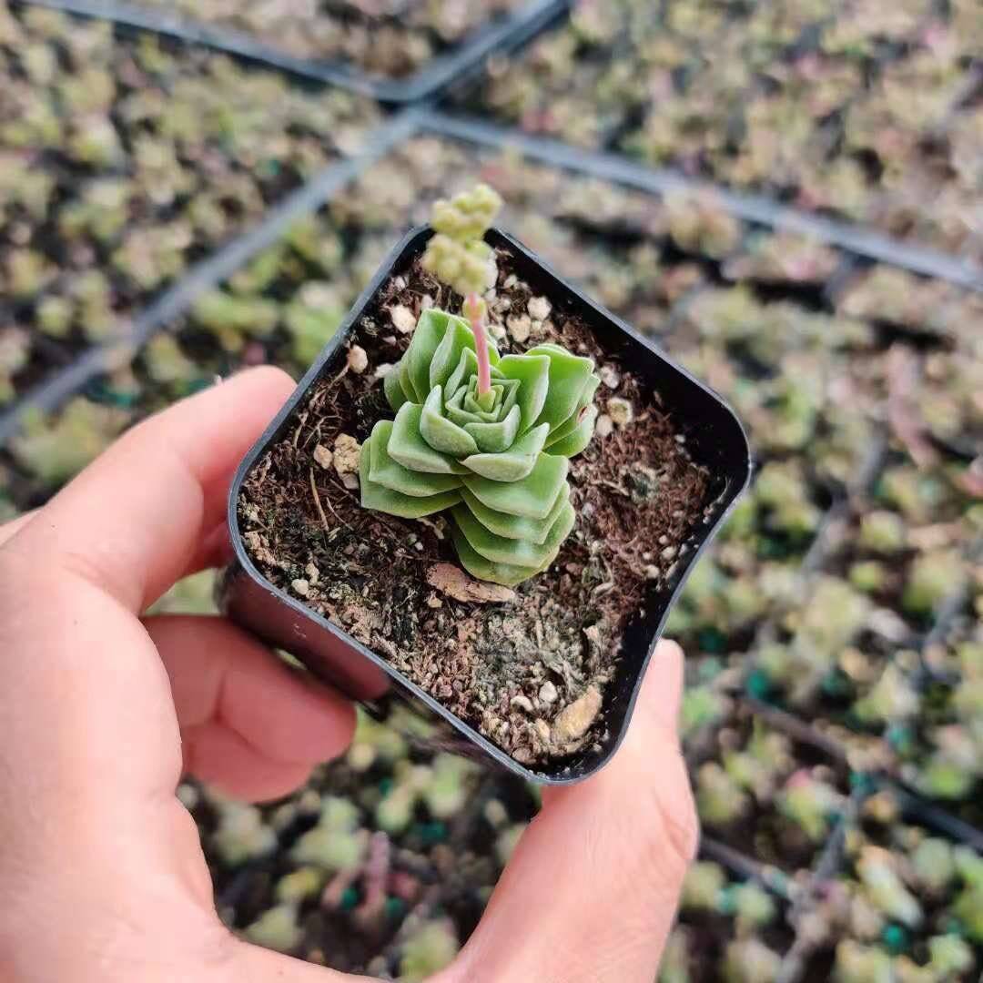 2" Pot Crassula Dorothy - Variant 2