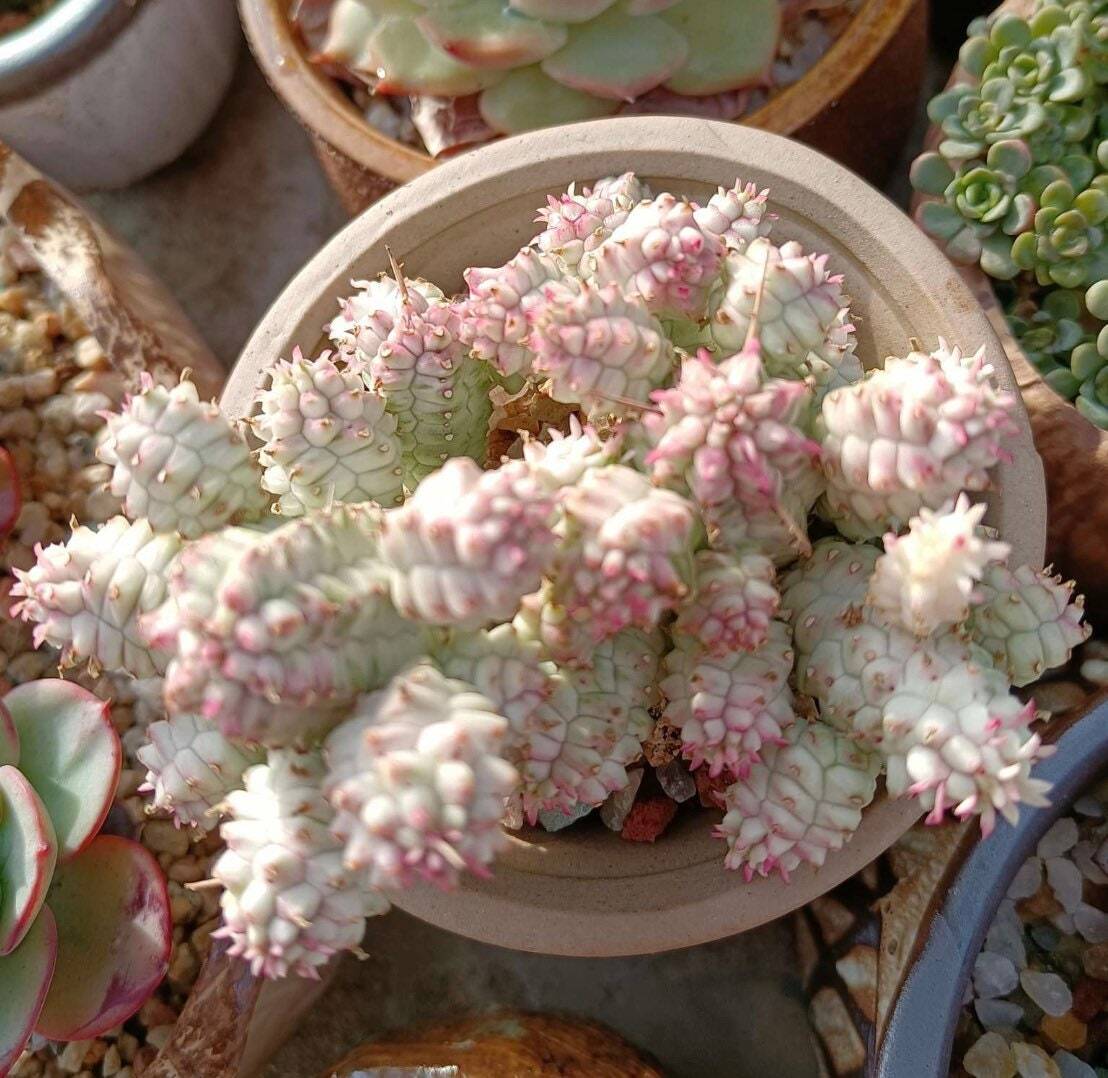 2" Corncob Cactus Euphorbia Mammillaris Variegata - Variant 3