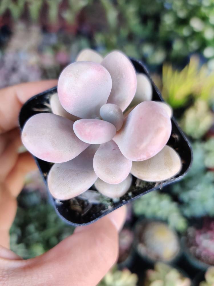 2" pot 4"pot Succulent Plants Pachyphytum Oviferum Pink Moonstones - 2"pot single head