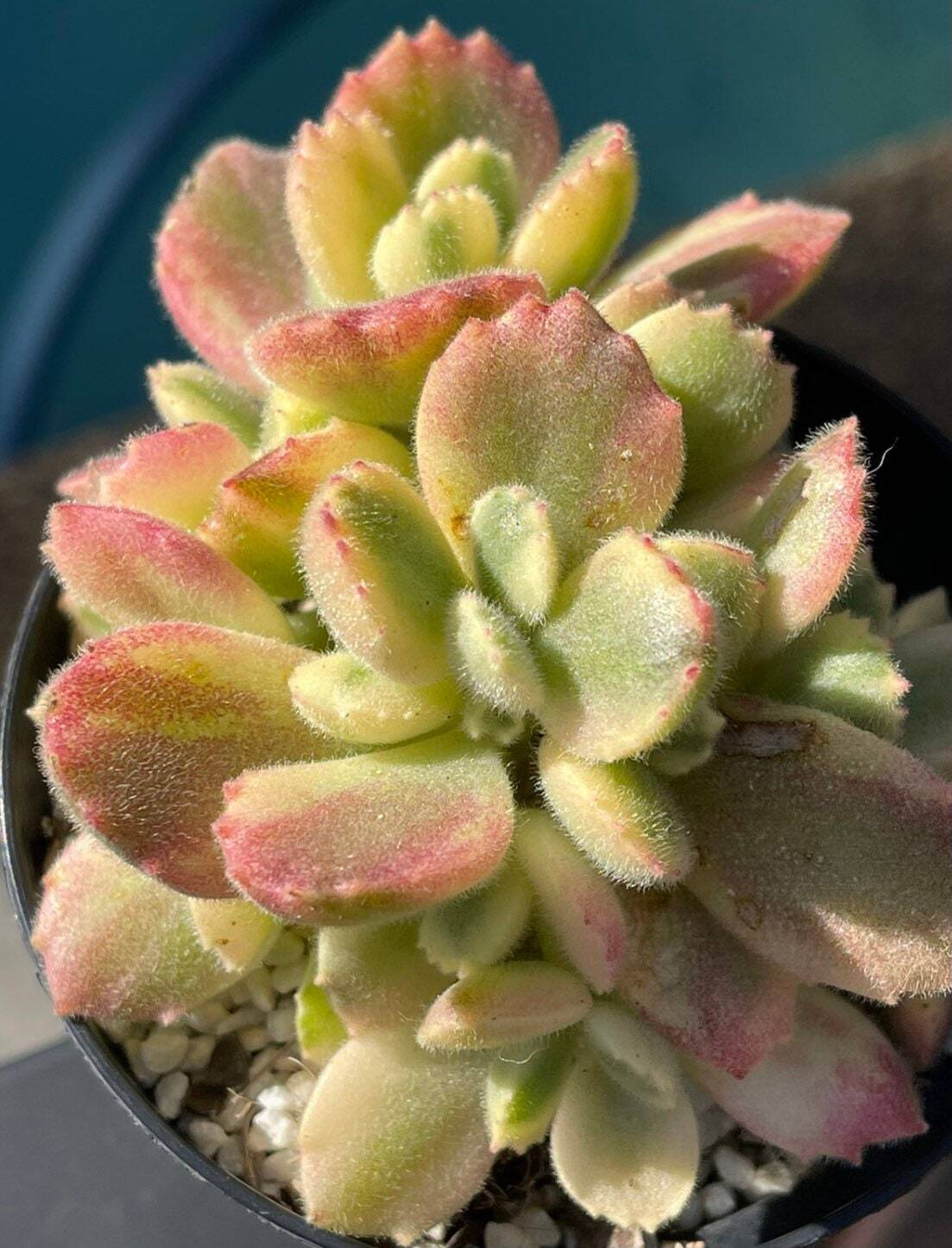 2”pot 4”pot Succulent Plants Cotyledon tomentosa "Bear's Paw" Variegated - Variant 5