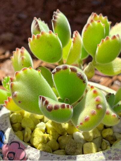 2” pot 4”pot Succulent Plants Cotyledon tomentosa "Bear's Paw" - 3pcs 4leaves cuts