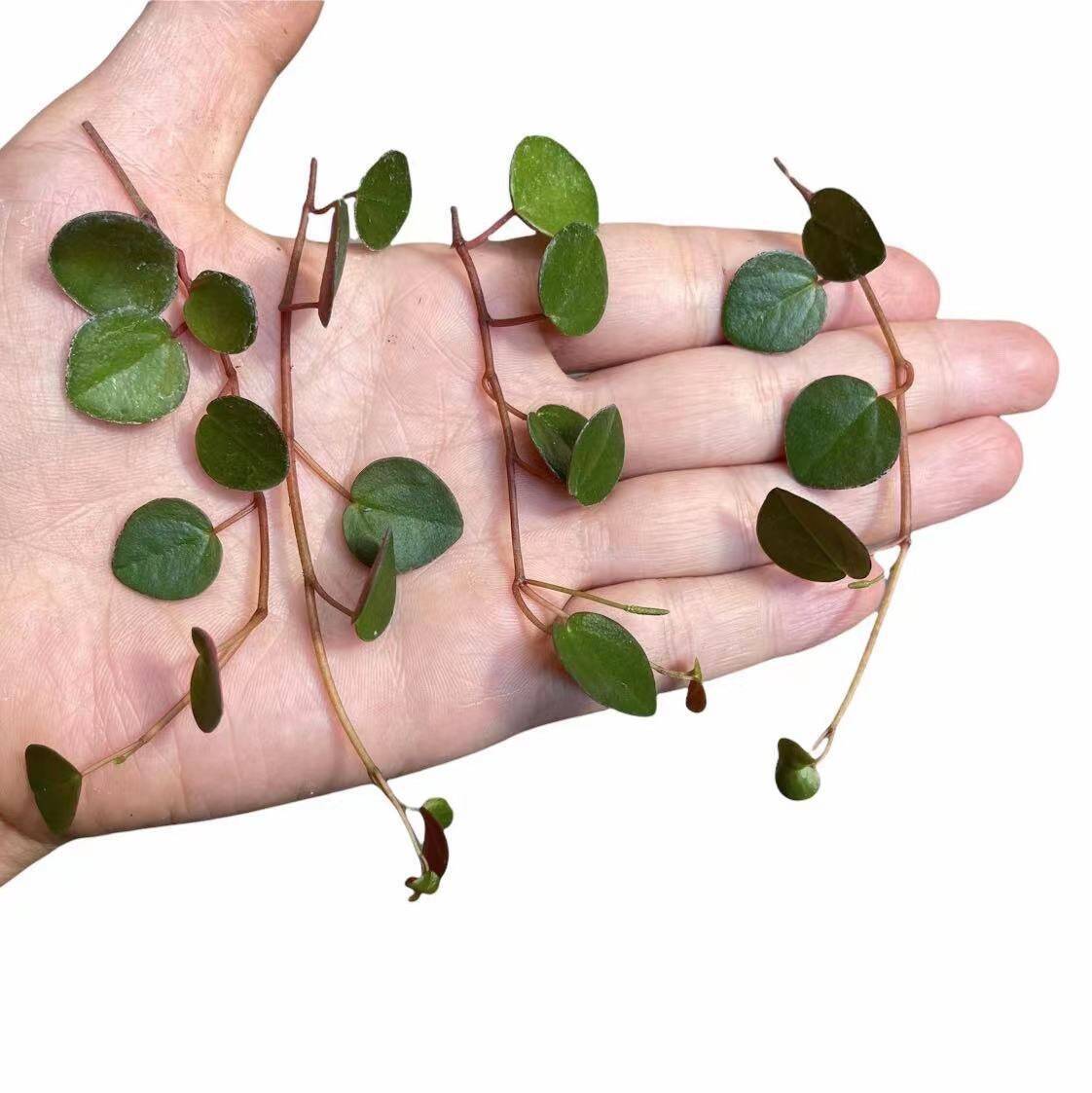 Leave cuttings Succulent Plants Peperomia Ruby Cascade - 4 pieces cuttings