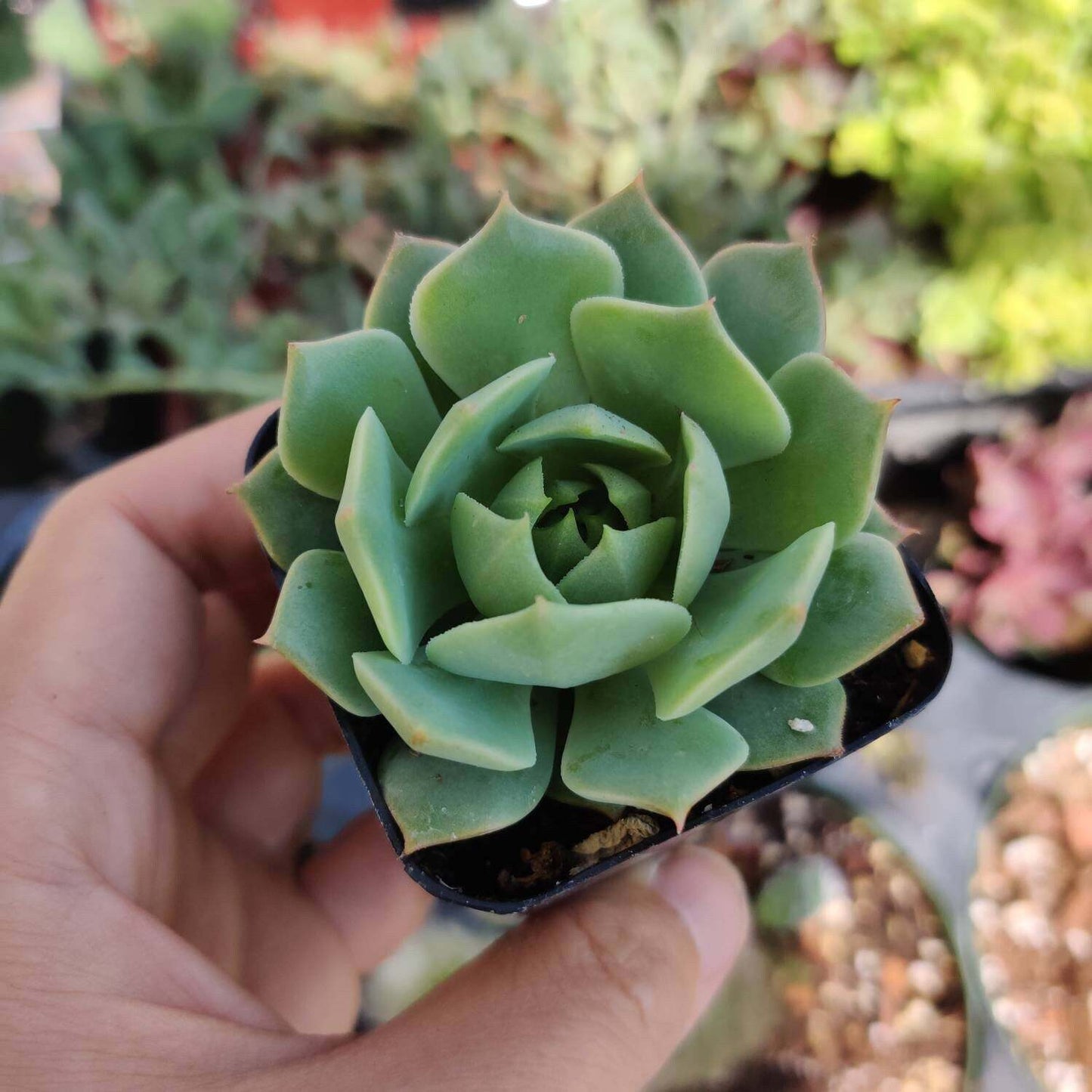 2” pot Echeveria mexican Hens And Chicks "Ramillette" - Variant 4