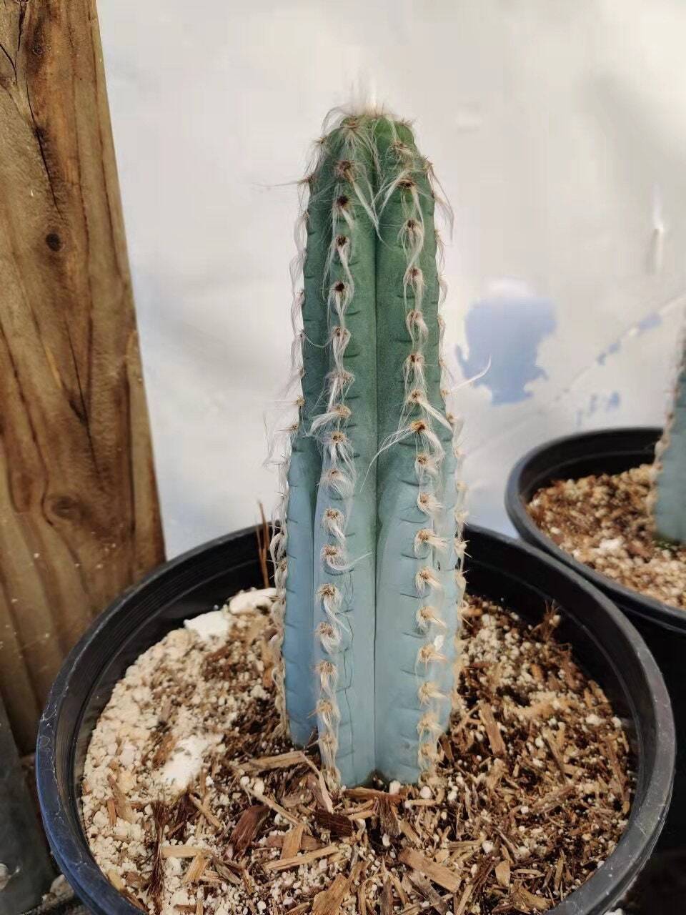 2"pot Blue hair Pilosocereus cactus - Default Title