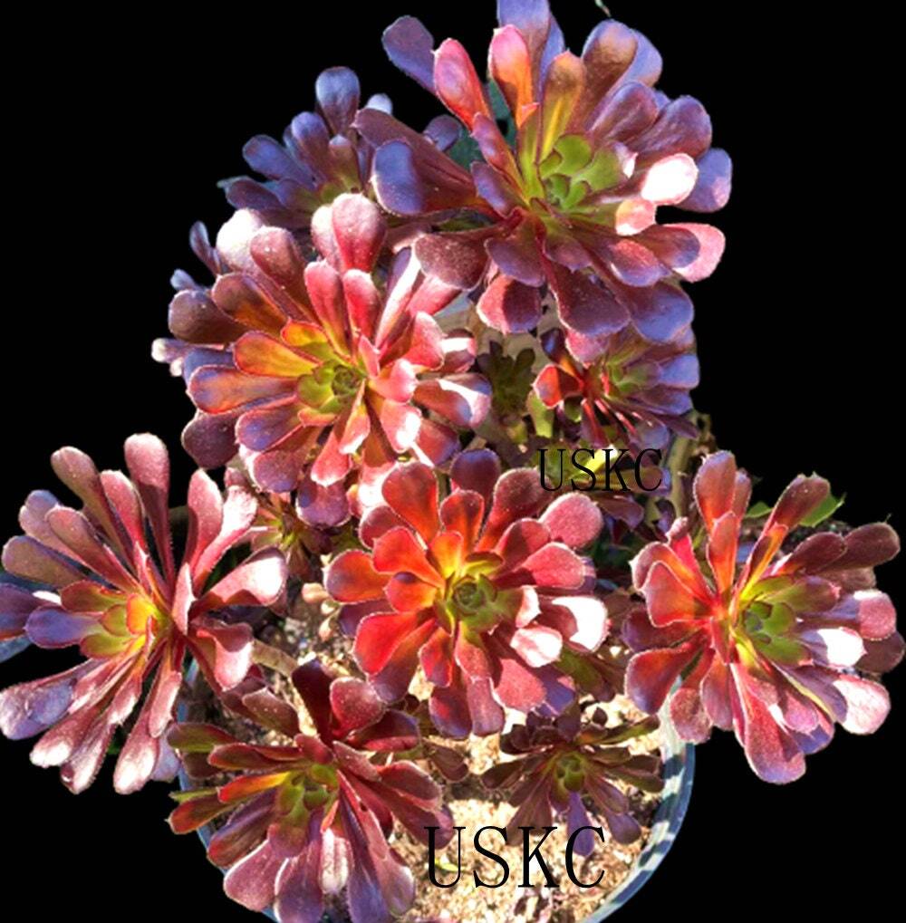 2"pot 4” pot Succulent Plants Aeonium arboreum-Zwartkop - 4"pot One head