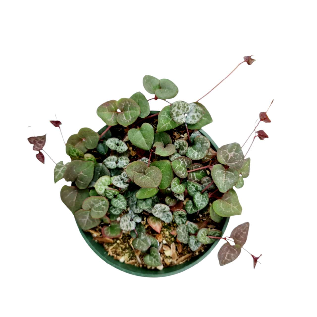 Live Trailing Succulent Plants 4" Pot String of Hearts(Non-variegated) Live plants
