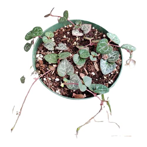 Live Succulent Plants String of Hearts 4" Pot Non-variegated