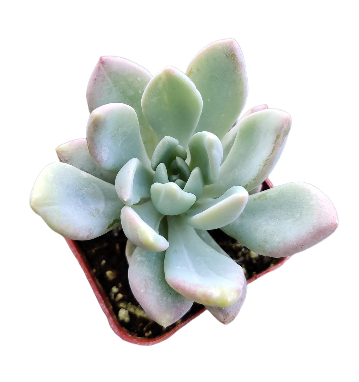Live Succulent Cactus Plants from USKC (2" Pot) (Euphorbia Mammillaris Variegata) - Variant 32