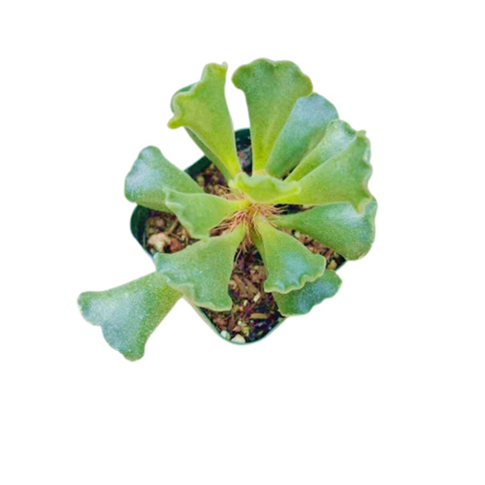 Live Succulent Cactus Plants (2" Pot Crassula Estagnol Spiralis) - 2"pot Key Lime Pie Adromischus cristatus