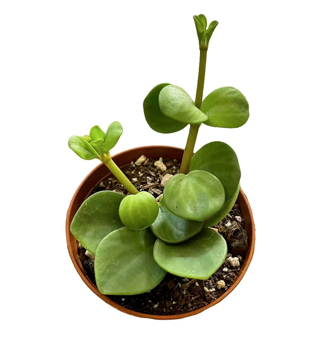 Live Indoor plants for Home Decoration - 3"pot Peperomia Hope