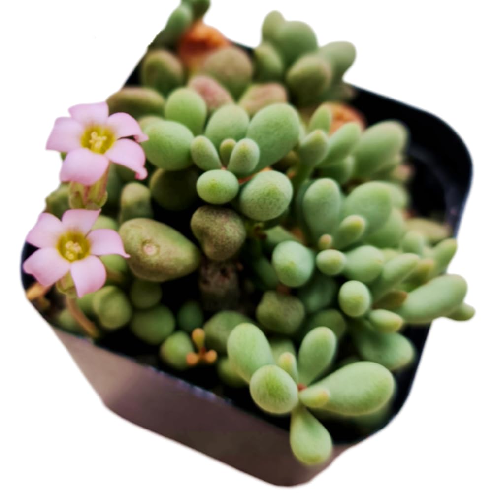 Live Cactus and Succulent plants for Home Office Decor - 2"pot Tylecodon Schaeferianus 'Dragon Eggs'
