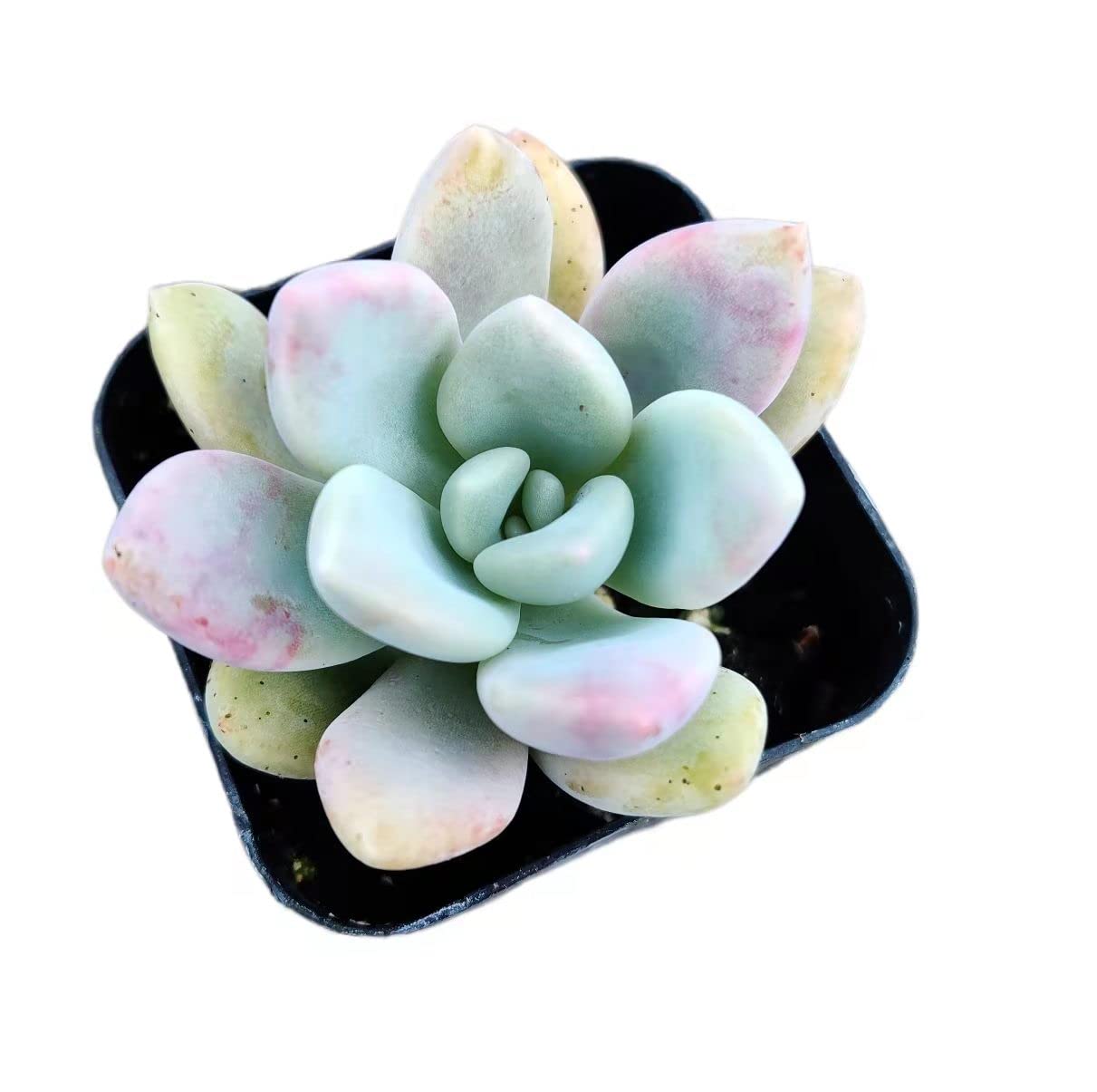 Live Succulent Cactus Plants from USKC (2" Pot) (Euphorbia Mammillaris Variegata) - Variant 33