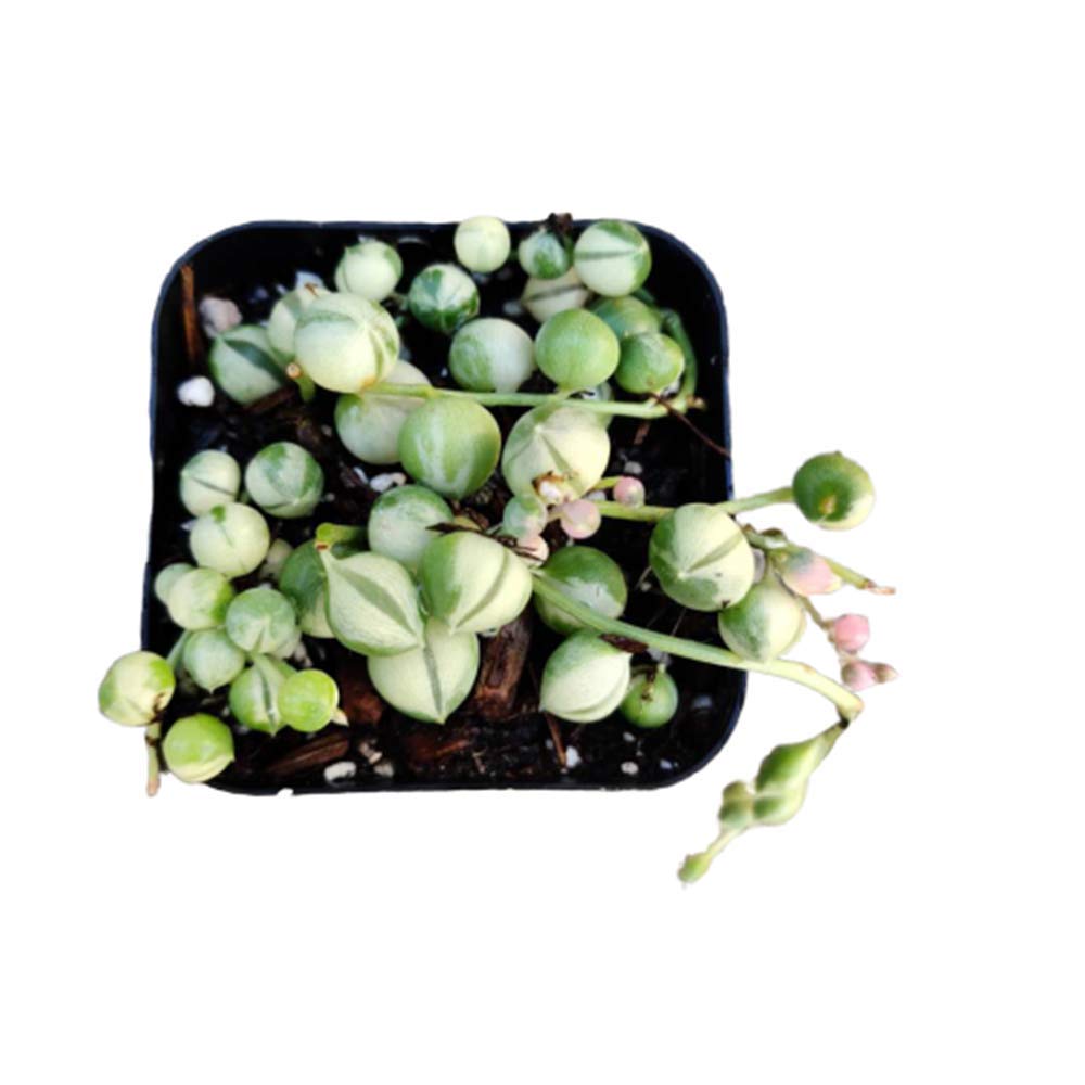 Live Succulent Plants String of pearls variegated ( 2" pot) - Default Title