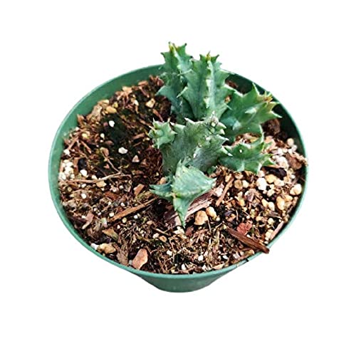 Live plants Lifesaver Plant Huernia zebrina - Variant 10