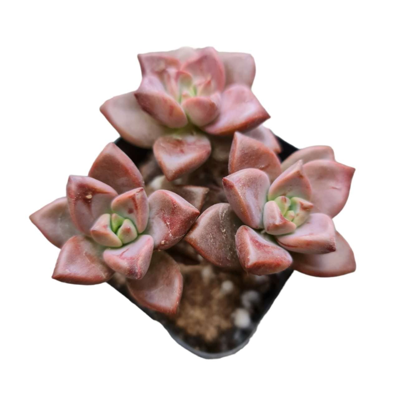 Live Succulent Cactus Plants from USKC (2" Pot) (Euphorbia Mammillaris Variegata) - Variant 41