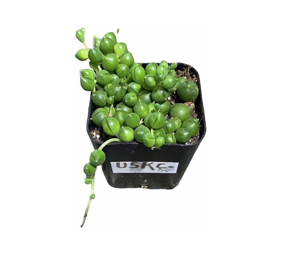 Live Trailing Plants String Plants (2”Pot String of Watermelons) - 2”pot String of Pearls- Non Variegated