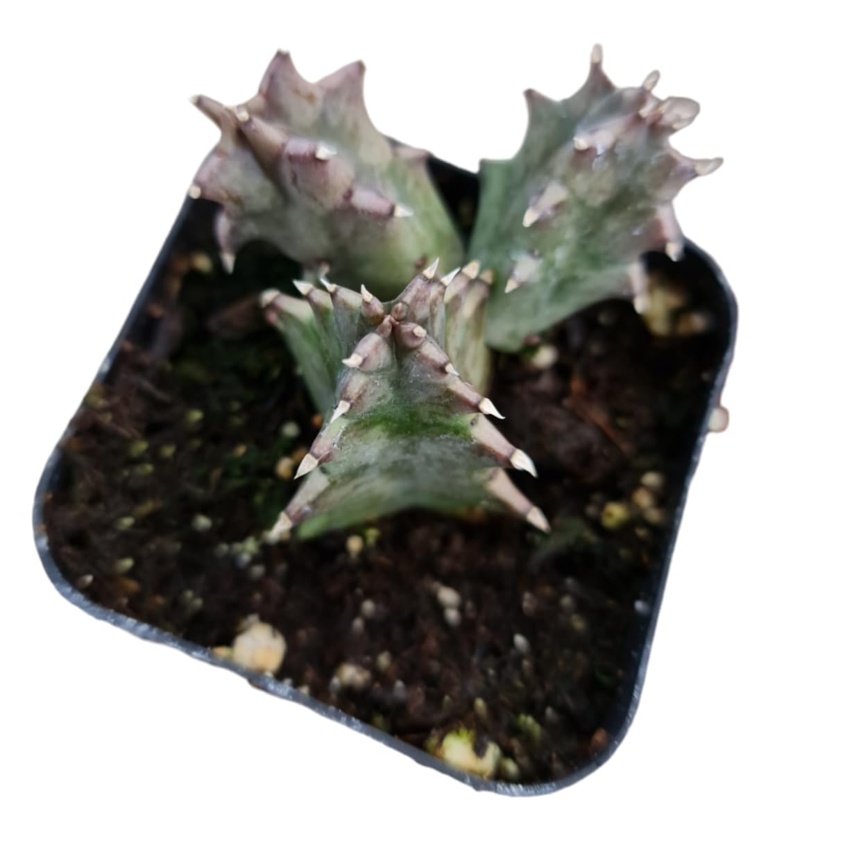 Live plants Lifesaver Plant Huernia zebrina - Variant 5