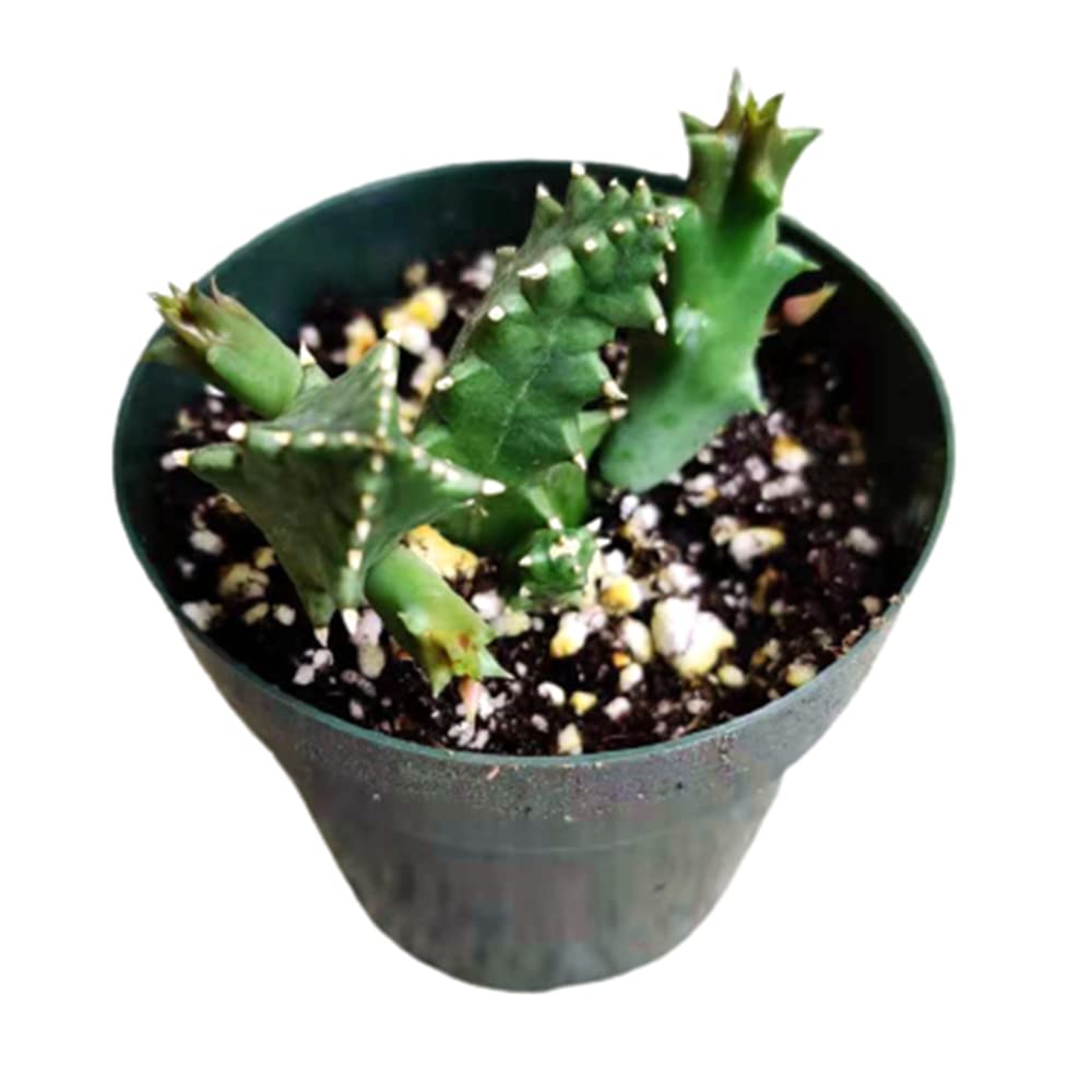 Live plants Lifesaver Plant Huernia zebrina - 2.5"pot