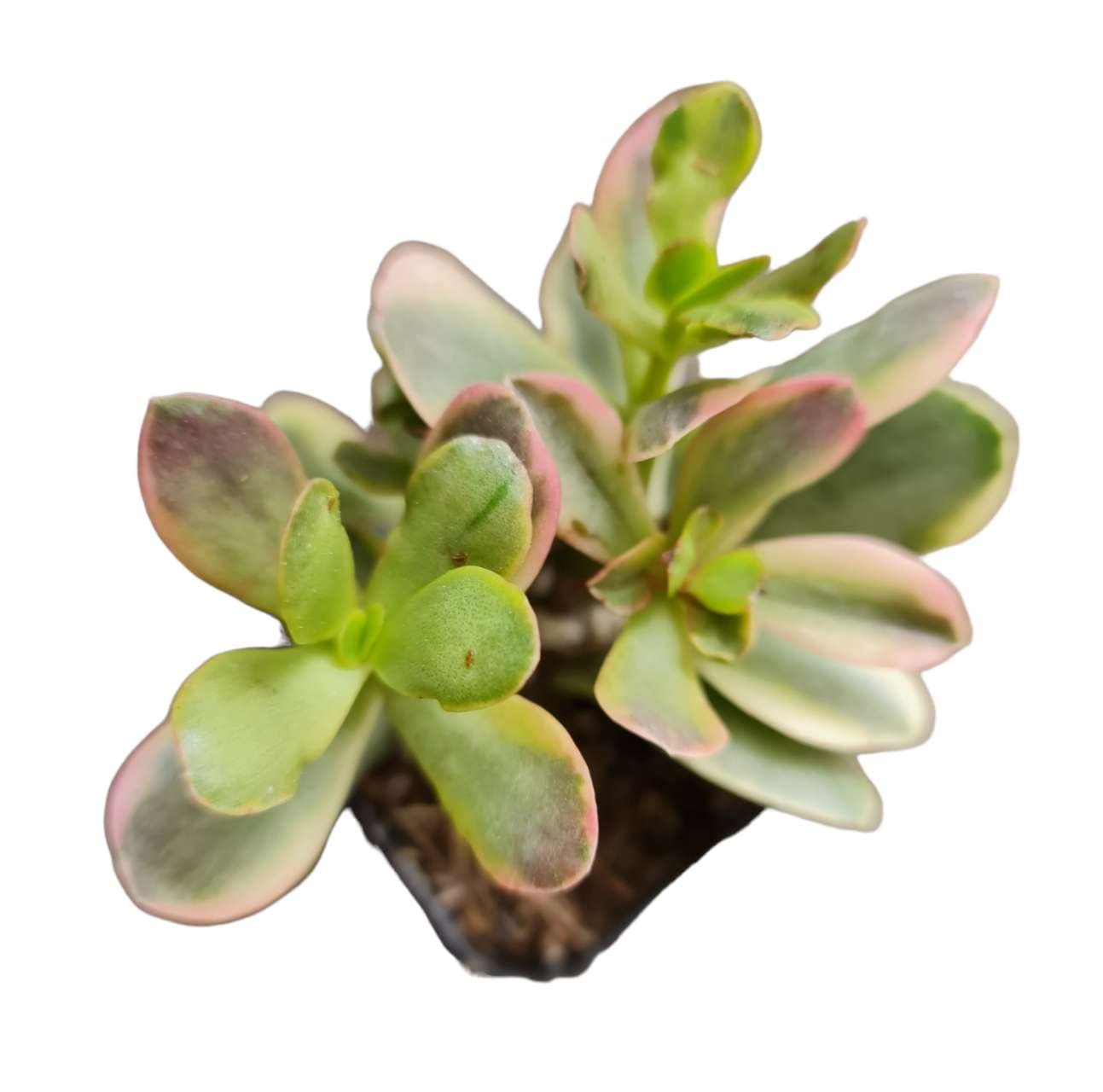 Live Succulent Cactus Plants from USKC (2" Pot) (Euphorbia Mammillaris Variegata) - Variant 37