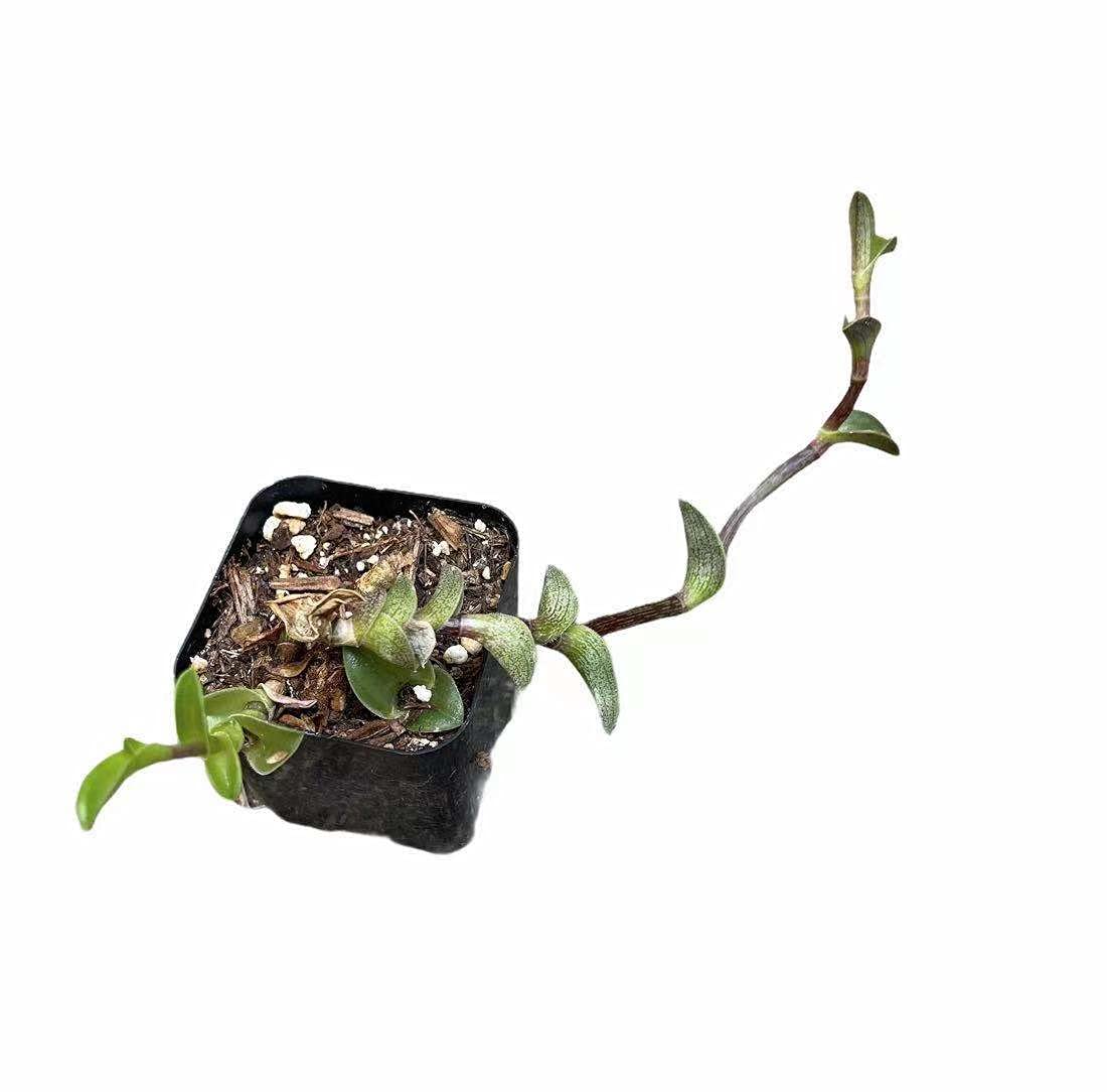 Live Trailing Plants String Plants for Home Decoration
