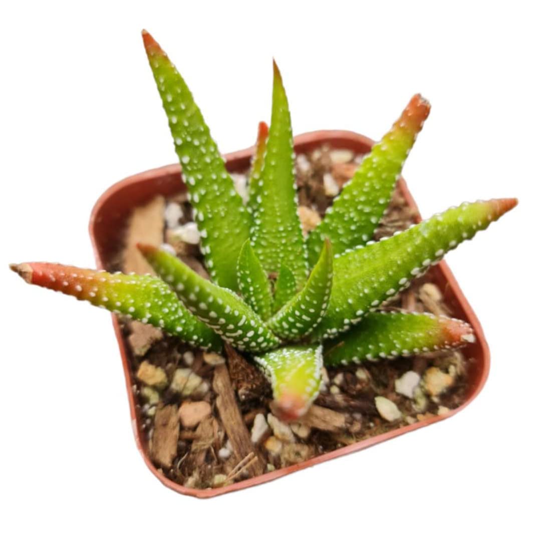 Live Haworthia Plants for Home Office Decor - 2"pot Enon