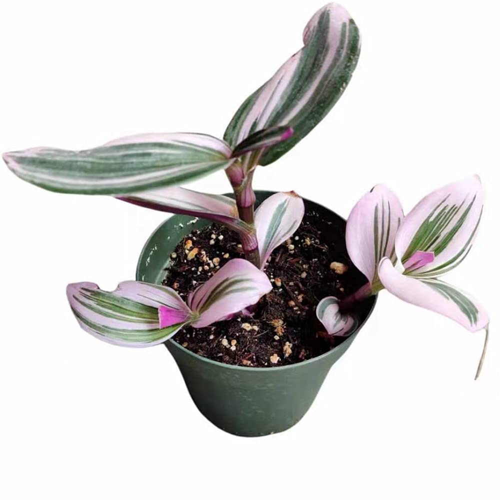 Live Indoor plants for Home Decoration - 4"pot Tradescantia Nanouk