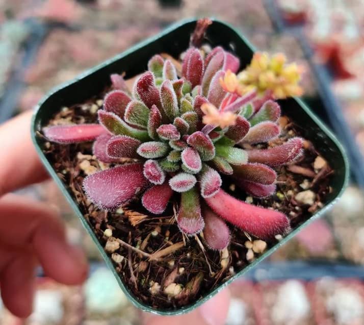 Live Cactus and Succulent plants for Home Office Decor - 2"pot Crassula Pubescens