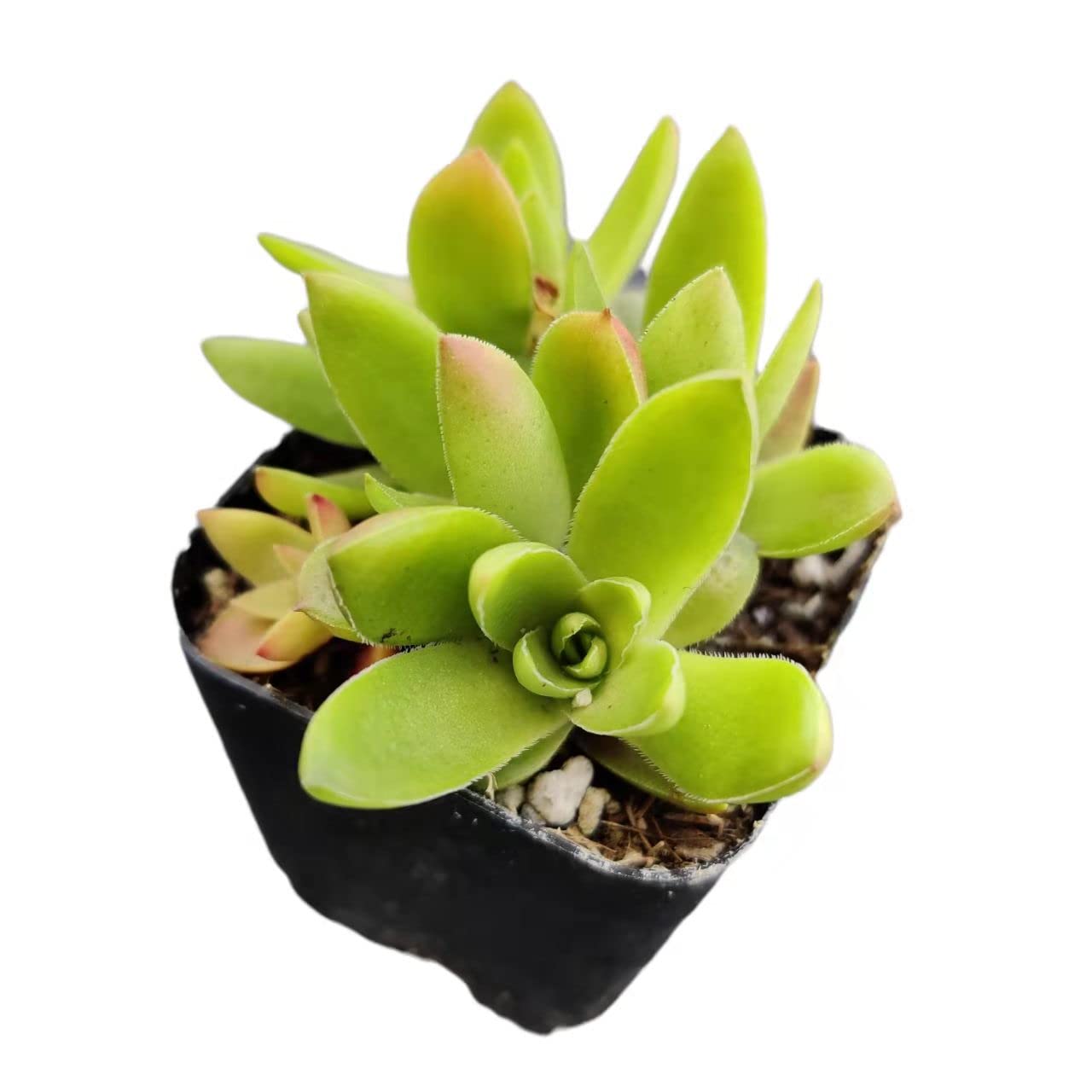 Live Cactus Succulent Plants for Home Decoration - 2"pot Crassula Capitella Campfire