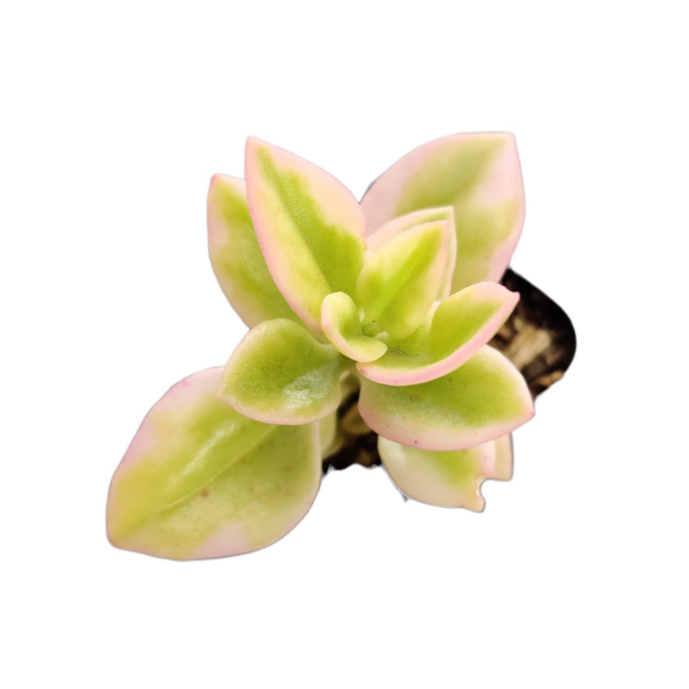 Live Succulent Cactus Plants (2" Pot Crassula Estagnol Spiralis)