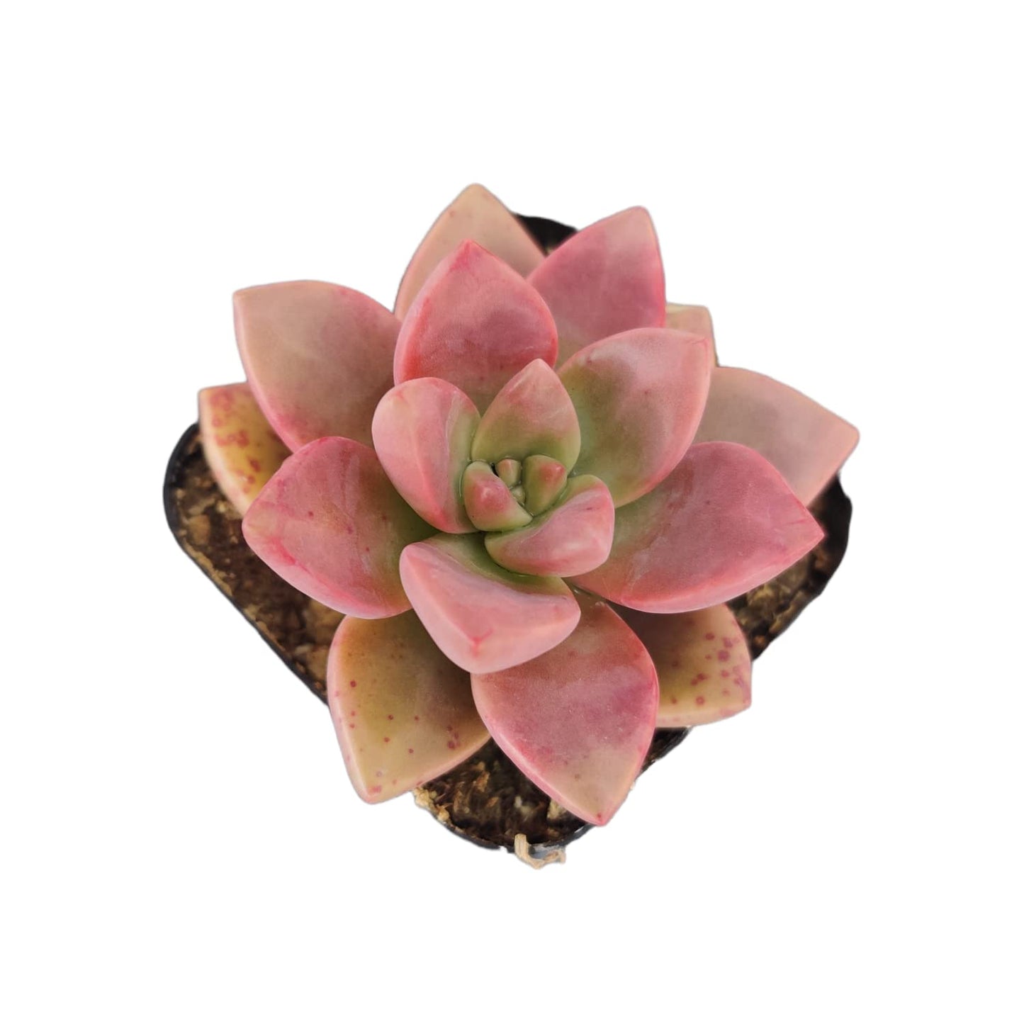 Live Succulent Cactus Plants for Home Office Decor - 2"pot California Sunset