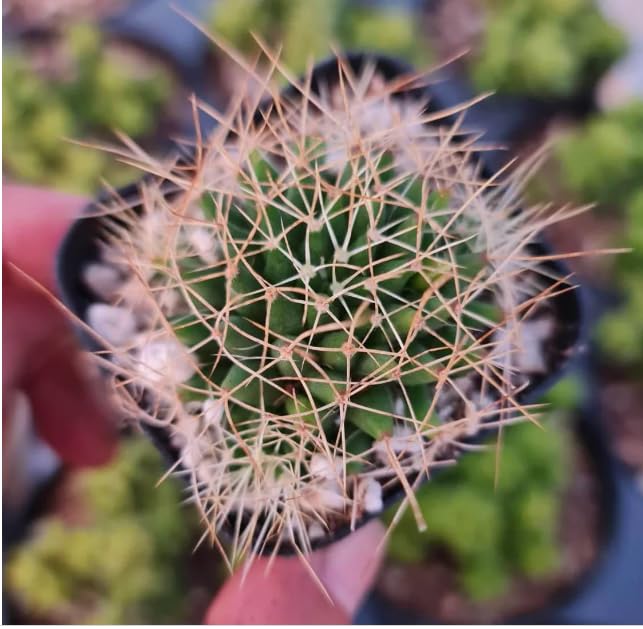 Live Cactus plants for Home Office Decoration - 2"pot Mammillaria longimamma