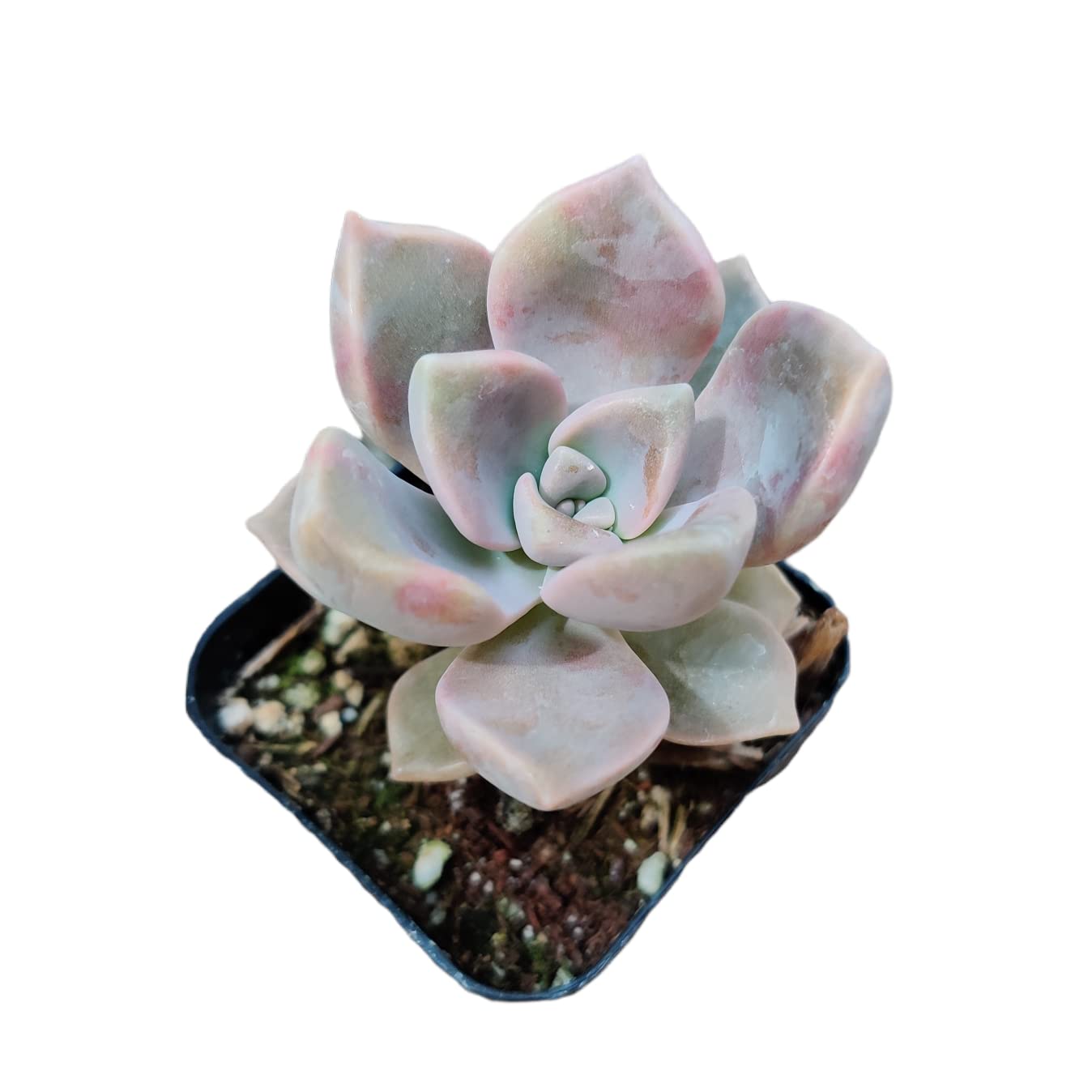 Live Succulent Cactus Plants for Home Office Decor