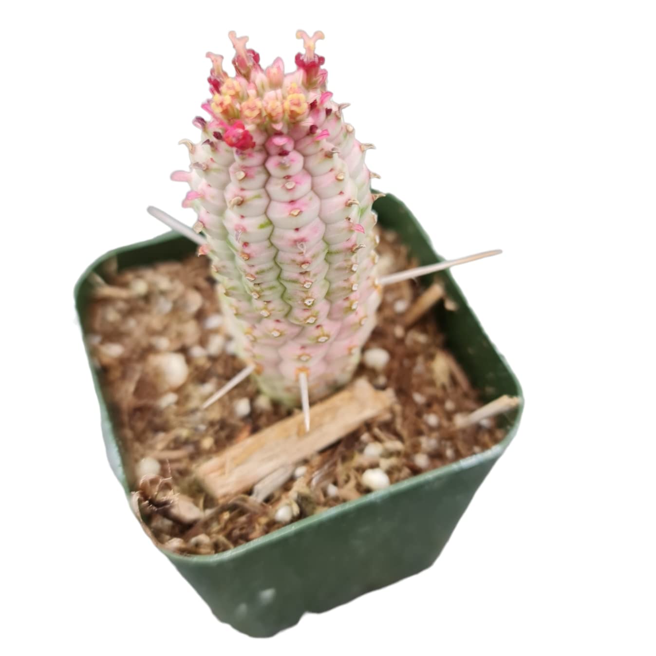 Live Succulent Cactus Plants from USKC (2" Pot) (Euphorbia Mammillaris Variegata) - Variant 46