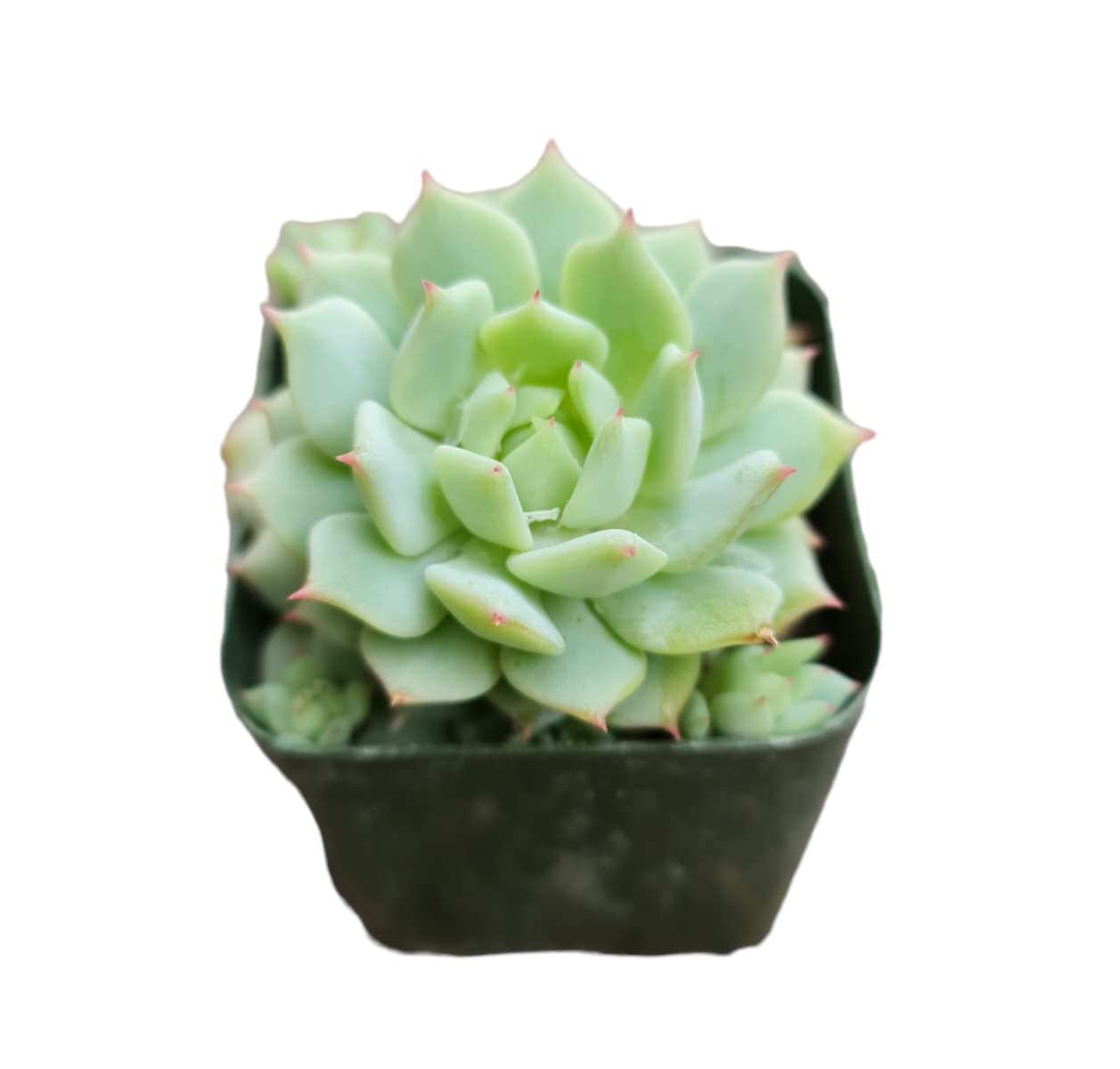 Live Cactus and Succulent plants for Home Office Decor - 2"pot Echeveria Derenbergii