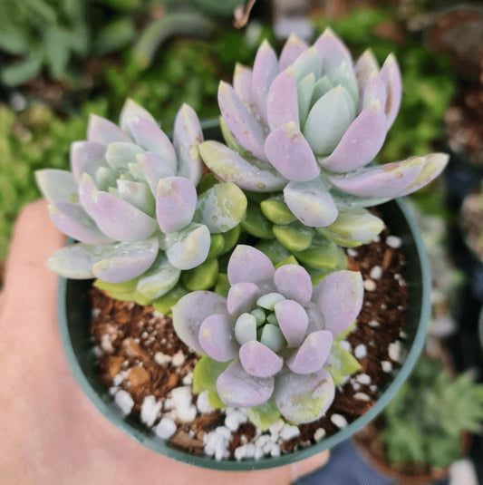 Live Succulent Plant 4"pot Sedeveria Lilac Mist