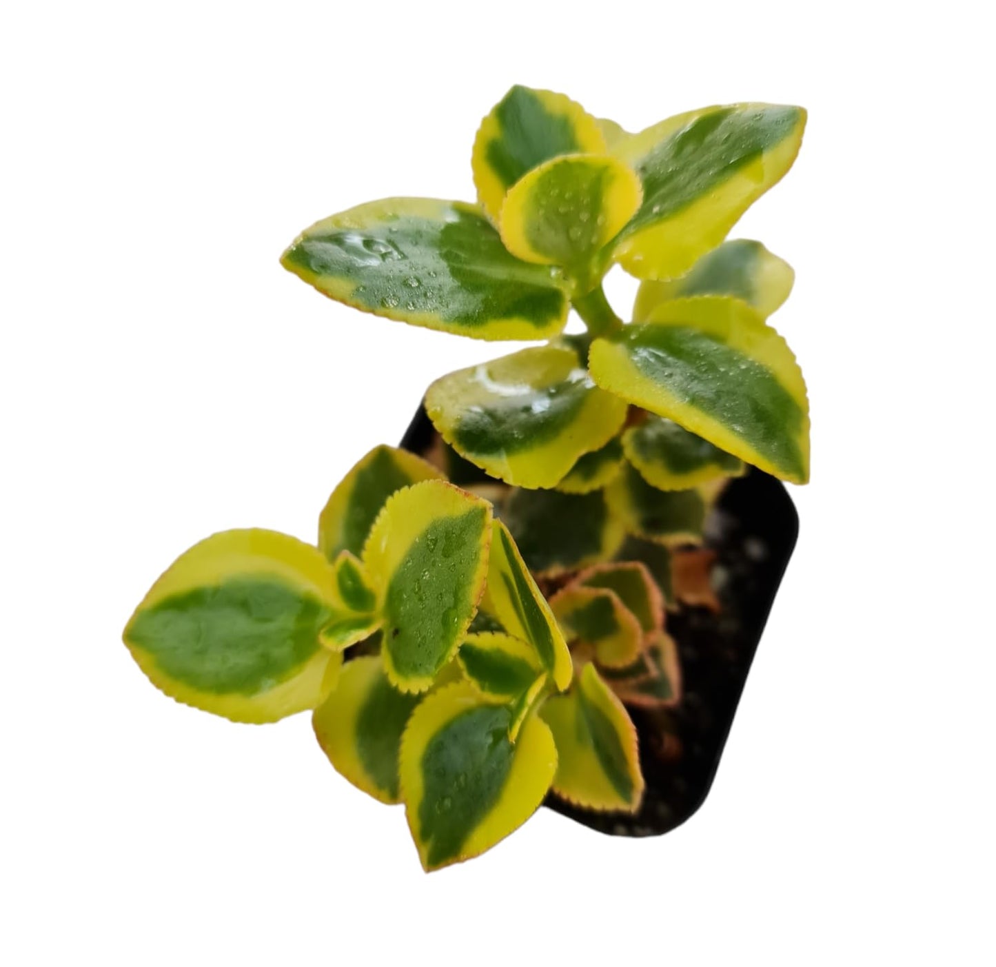 Live Crassula Plants for Home Decor - 2"pot Sarmentosa 'Comet'