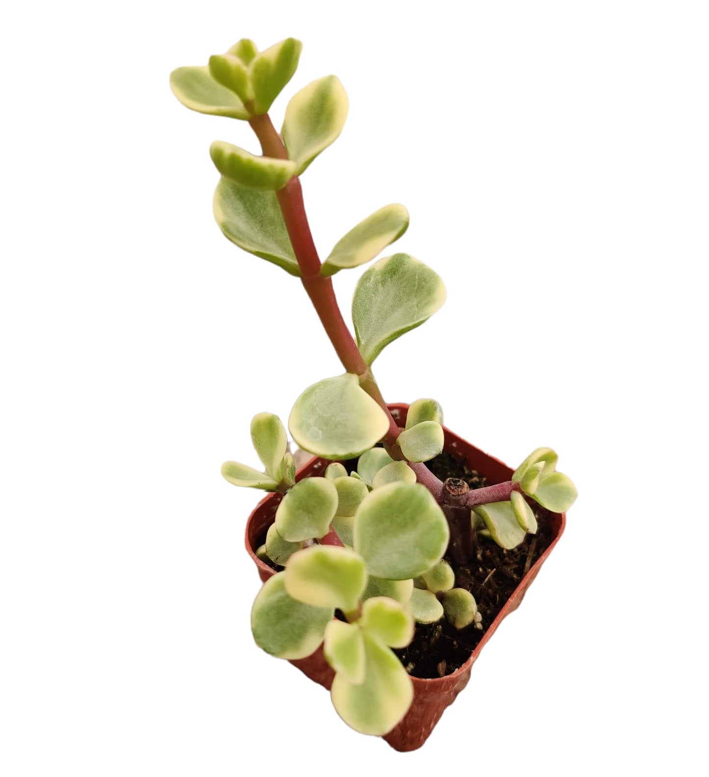 Live Cactus Succulent Plants from USKC (2" Pot Blue Candle Cactus Myrtillocactus Geometrizans) - 2"pot Portulacaria Afra Variegata