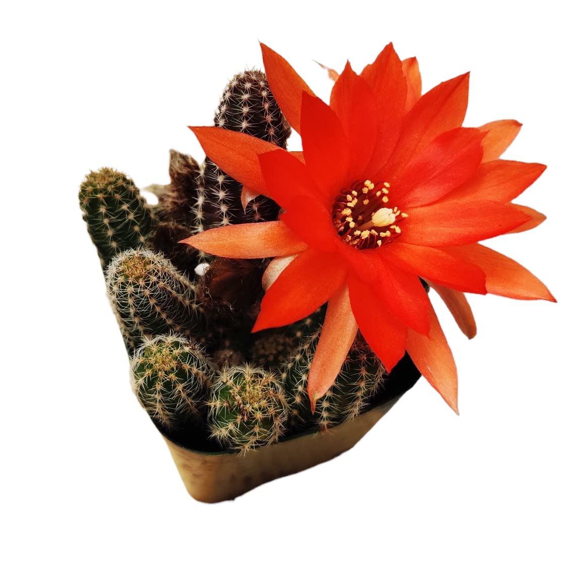 Live Cactus plants for Home Office Decoration - 2"pot Echinopsis Peanut Cactus