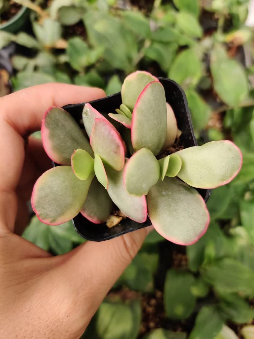 Live Succulent Cactus Plants from USKC (2" Pot) (Euphorbia Mammillaris Variegata) - Variant 38