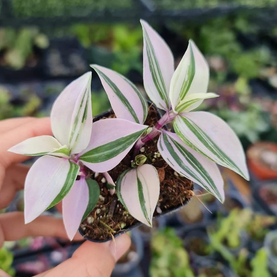 Live House plants Indoor plants (2"pot Tradescantia Albiflora Rainbow)