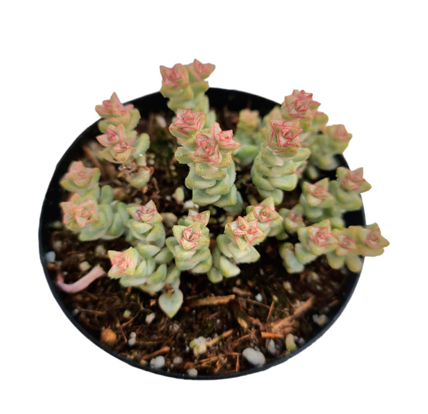 Live Crassula Plants for Home Decor - 4"pot 'Tom Thumb' variegated