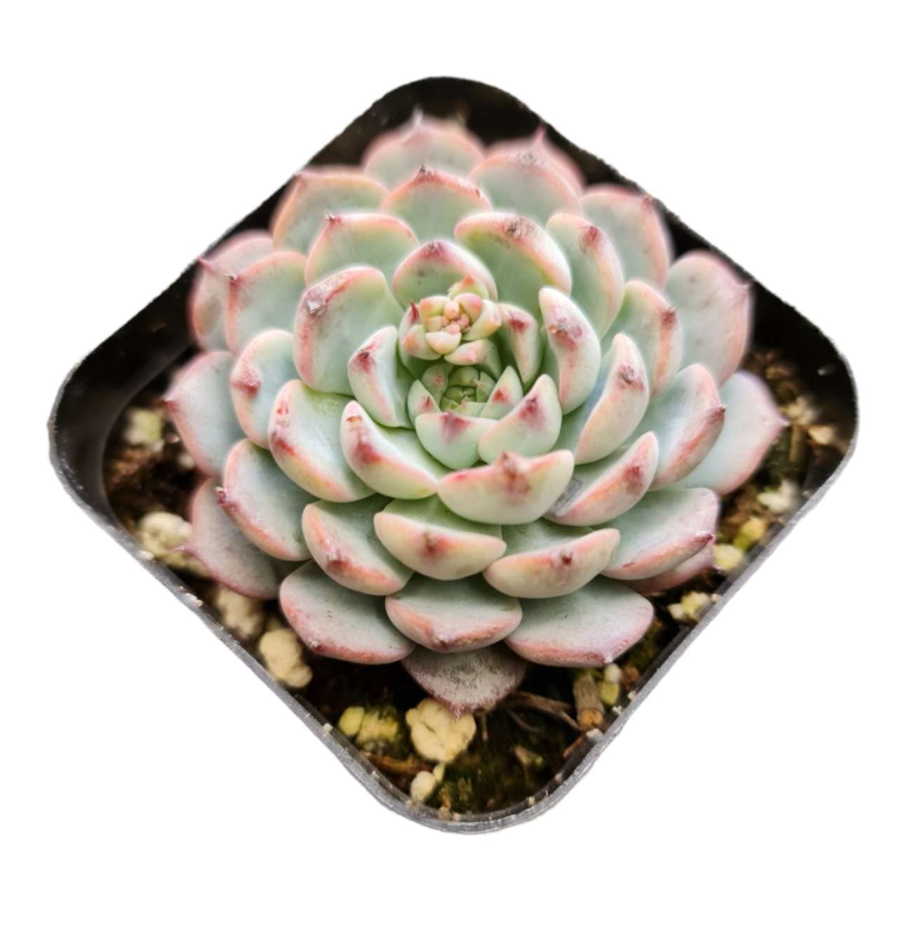 Live Succulent Cactus Plants for Home Office Decor - 2"pot Echeveria Minima