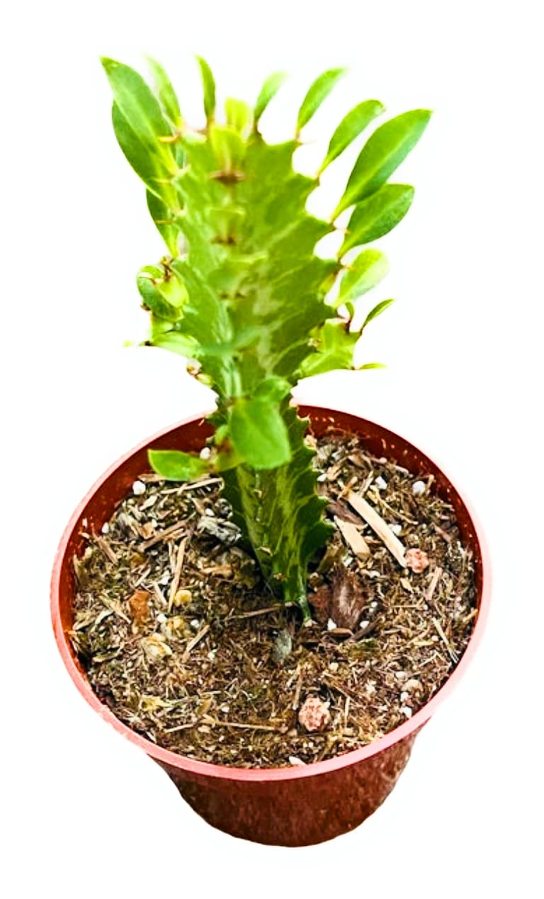 Live Cactus Succulent Plants for Home Decoration - Variant 41
