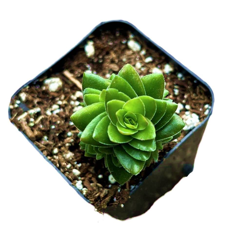 Live Crassula Plants for Home Decor - Variant 13