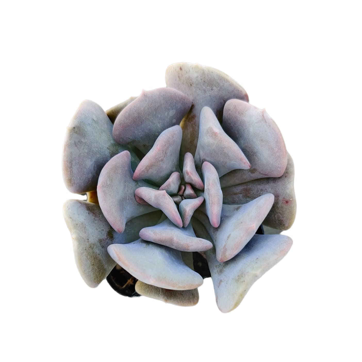 Live Cactus Succulent Plants from USKC (2" Pot Blue Candle Cactus Myrtillocactus Geometrizans) - 2"pot Echeveria Cubic Frost