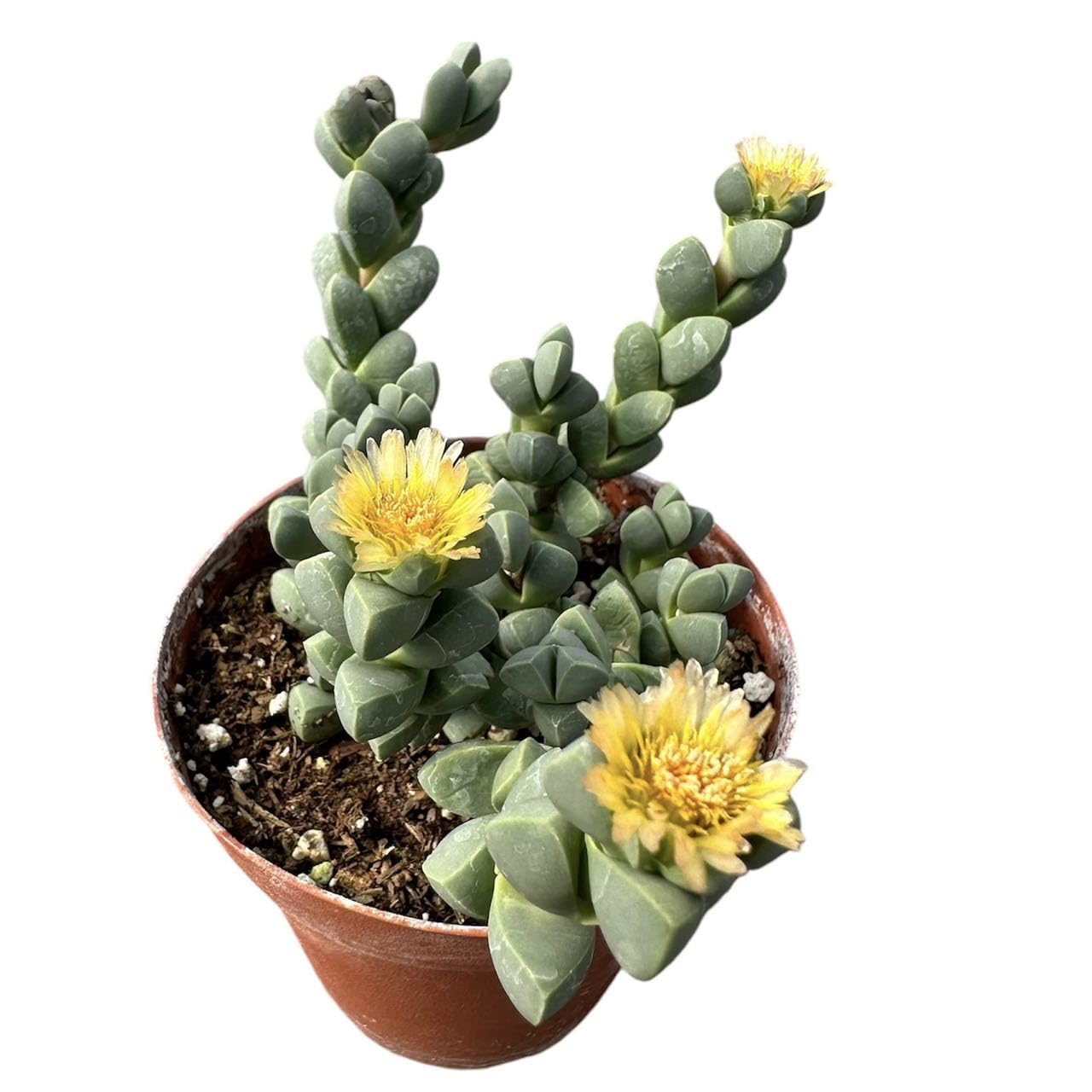 Live Succulent Cactus Plants - 4"pot Corpuscularia Lehmannii Ice Plant