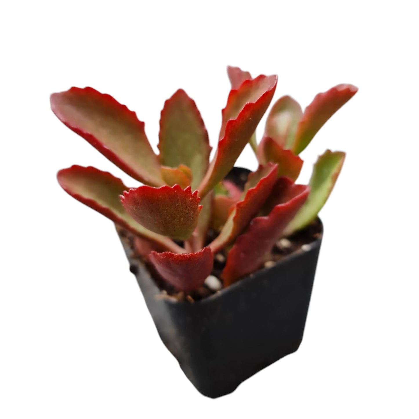 Live Succulent Cactus Plants from USKC (2" Pot) (Euphorbia Mammillaris Variegata) - Kalanchoe Sexangularis