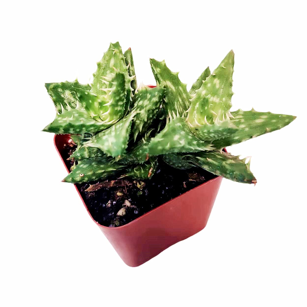 Live Cactus Succulent Plants for Home Decoration - 2"pot Aloe Juvenna 'Tiger Tooth Aloe’