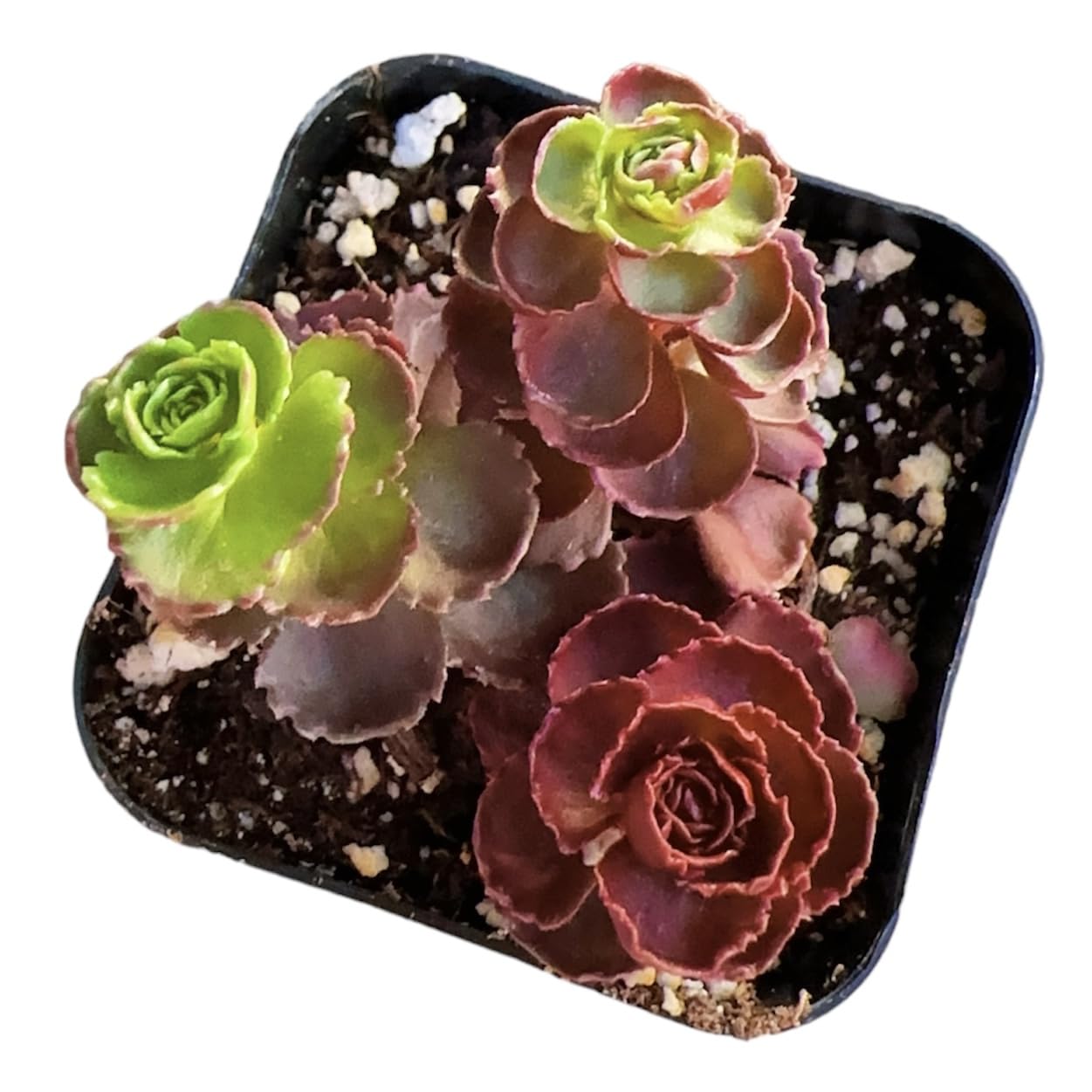 Live Cactus Succulent Plants for Home Decoration - Variant 43
